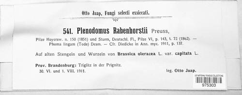 Plenodomus image
